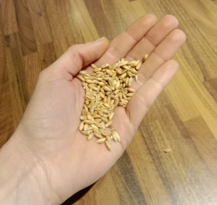 Les bienfaits du grand épeautre non hybridé